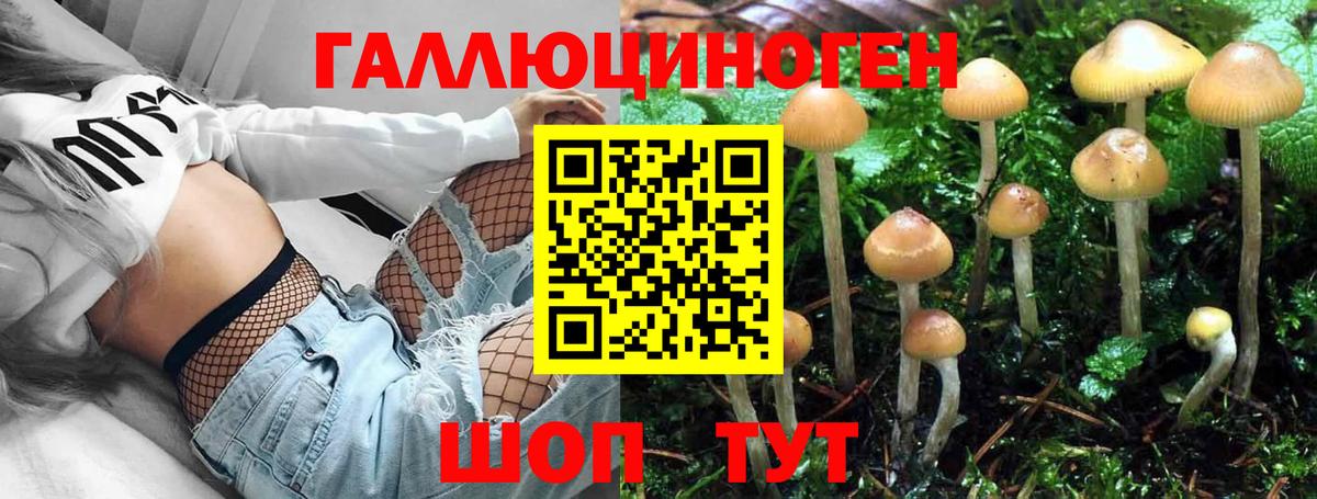 Галлюциногенные грибы Psilocybe Светлоград